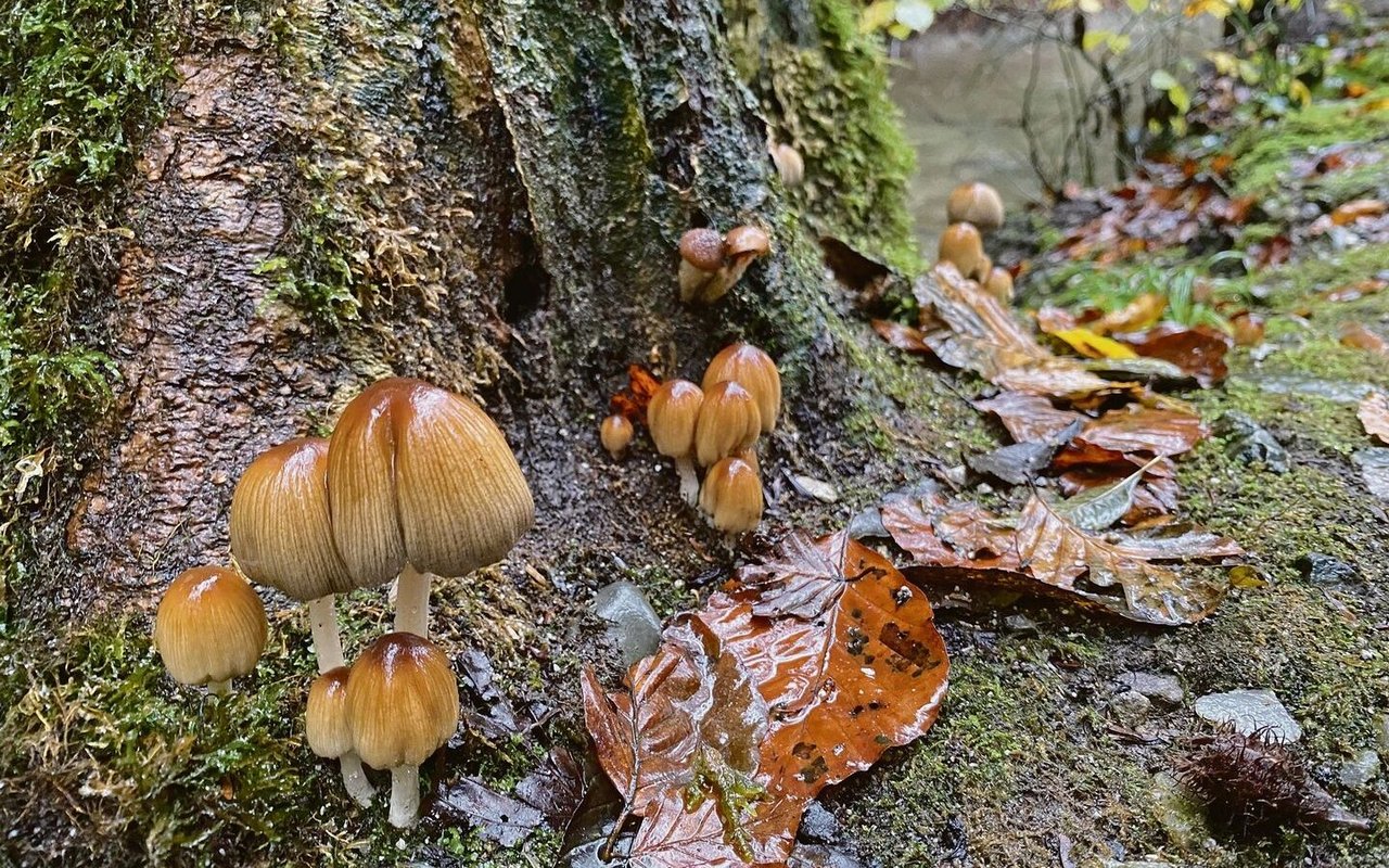 Nach dem trockenen Sommer bringt die Nässe im Herbst die Pilze zum Spriessen.