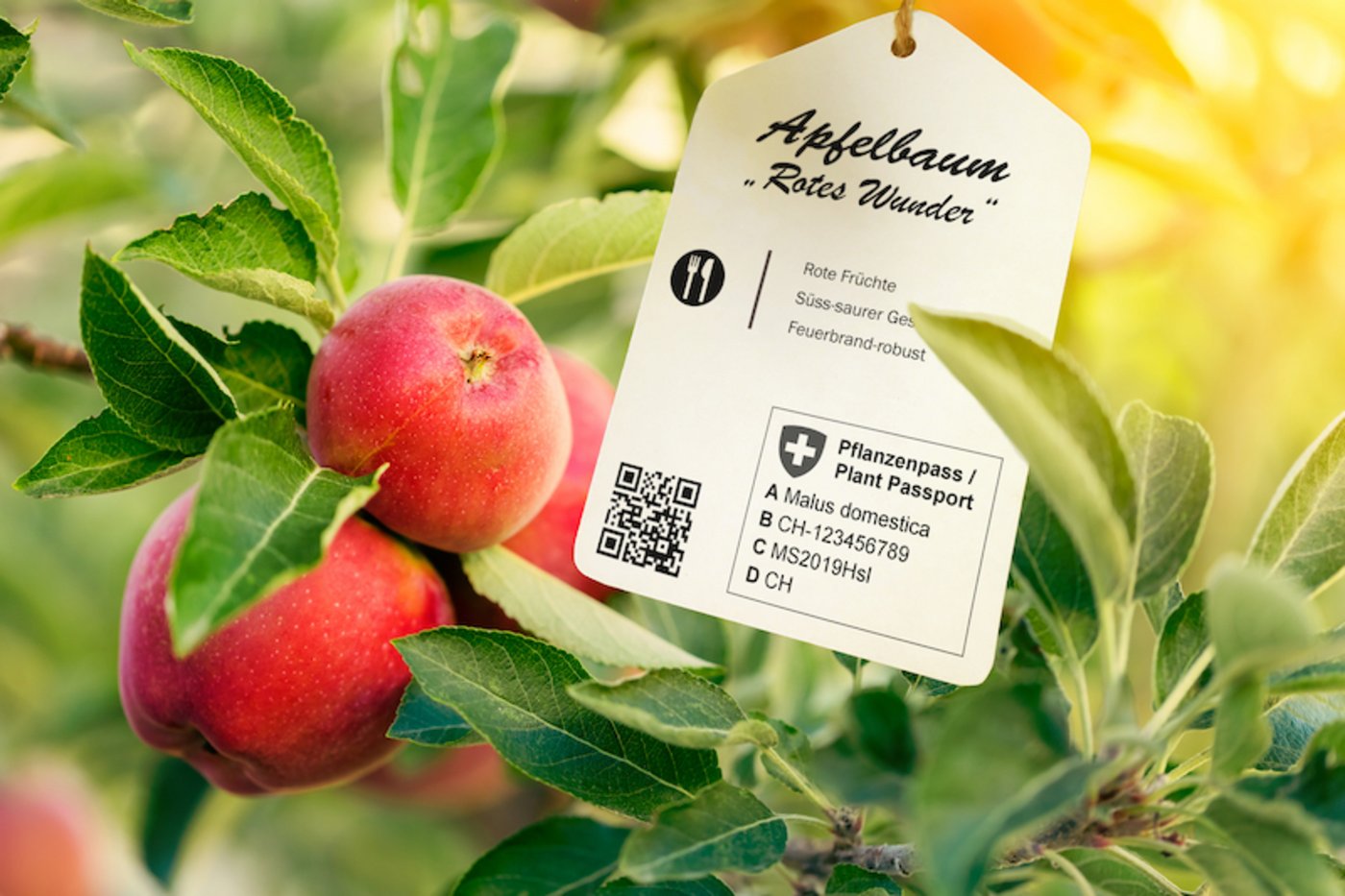 Wer Pflanzengut oder Samen ohne Pass kauft, hat bei Schäden wenig Chancen auf eine Abgeltung. (Bild Eidgenössischer Pflanzenschutzdienst)