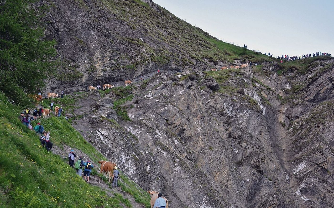 Jetzt noch der letzte Aufstieg. Oben auf der Engstligenalp warten schon hunderte Schaulustige auf die Tiere.