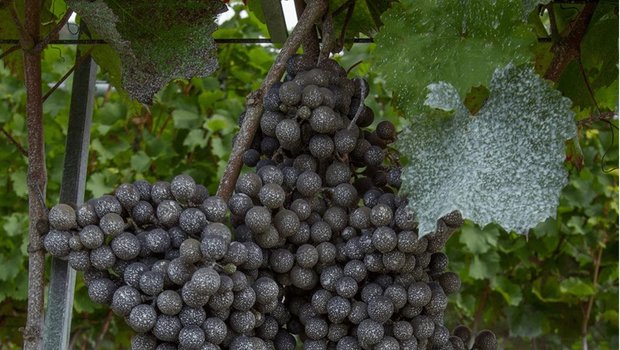 Kaolin bildet eine Schutzschicht um die Trauben und reduziert so Schäden durch die Kirschessigfliege. (Bild Christian Linder/ Agroscope)