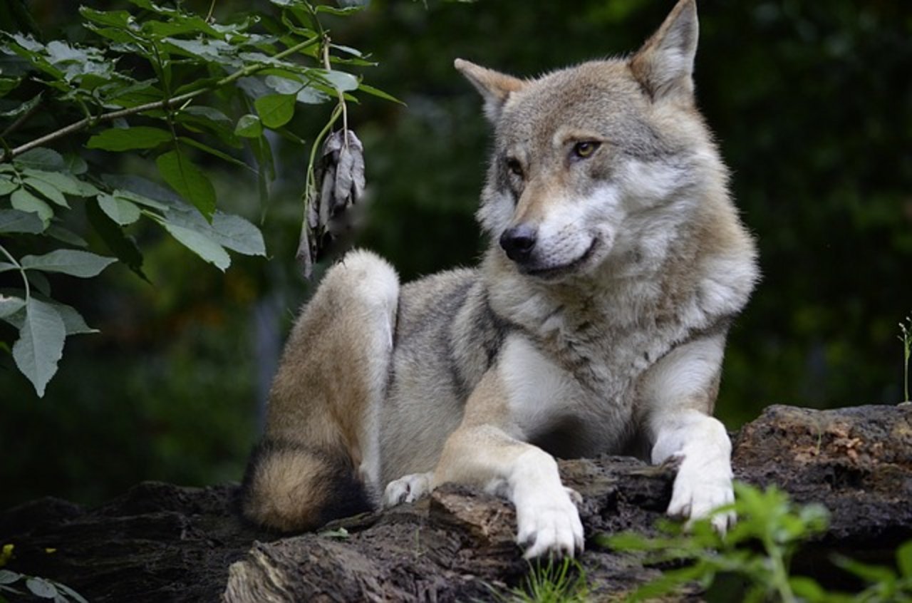 Der Wolf war auf Durchreise im Aargau. (Bild pixabay)