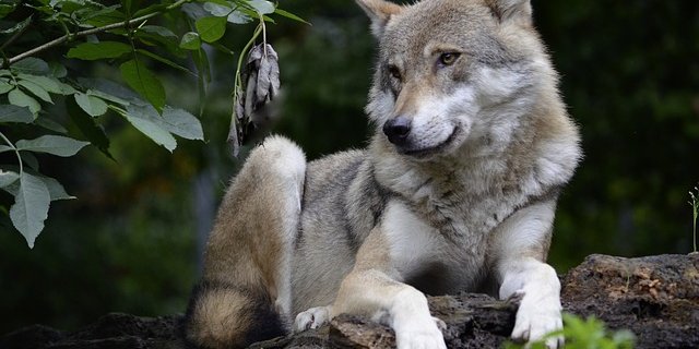 Der Wolf war auf Durchreise im Aargau. (Bild pixabay)