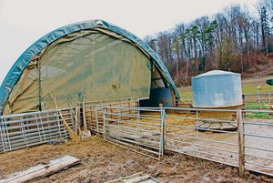 Die Lösung für Thurgauer Freilandschweine: Rundbogenzelte mit zusätzlicher Aussenhülle Die Haltung von Freilandschweinen gilt als Nische, ist aber von Konsumentinnen und Konsumenten gewünscht. (Bild Hans Rüssli)