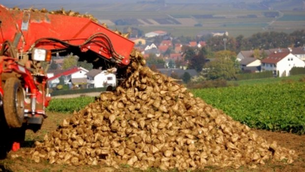 Die Zuckerrübe steht momentan im Kreuzfeuer zwischen Produzenten und kritischen Umweltverbänden. (Bild Pixelio/Ottersbach)