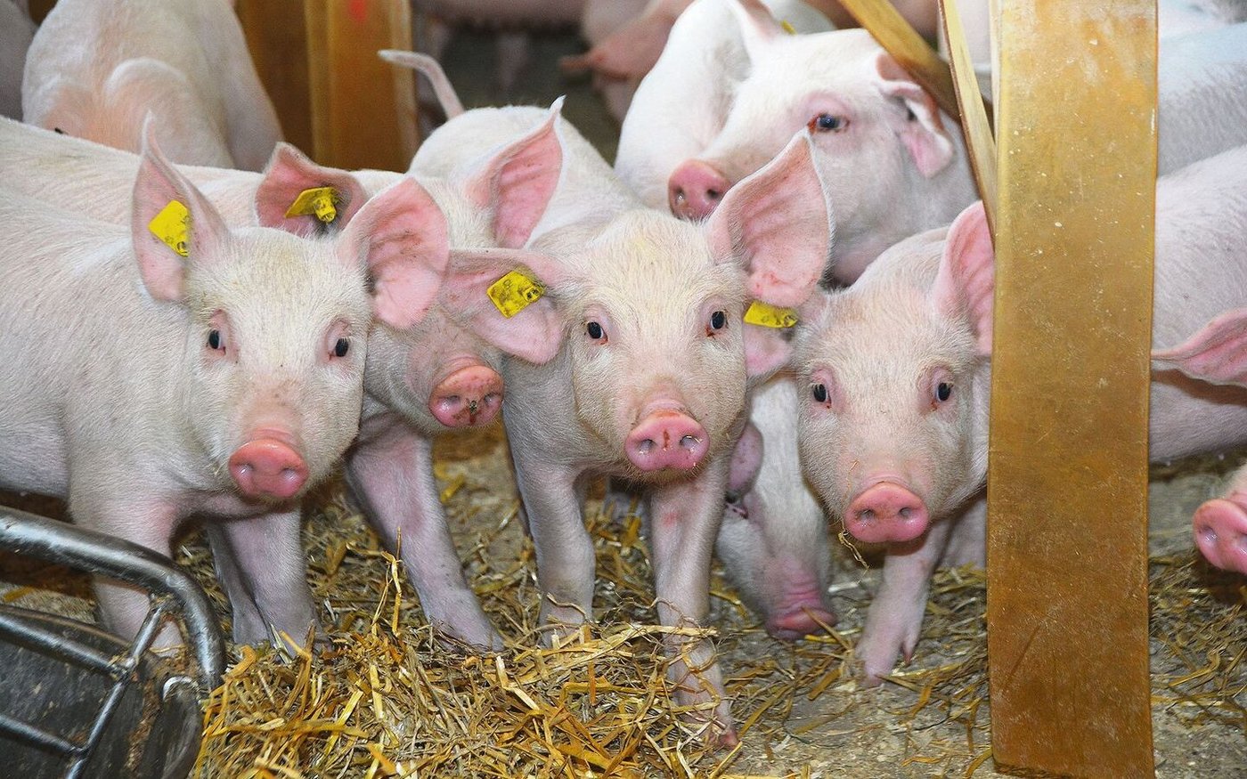 Bei der Gruppenzusammensetzung im Jagerstall sollten maximal zwei Würfe gemischt werden.