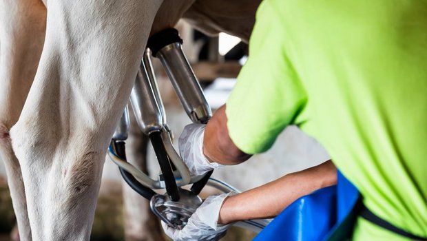 Die Milchleistung der Kühe nimmt stetig zu. (Symbolbild ©Oulailux - stock.adobe.com)