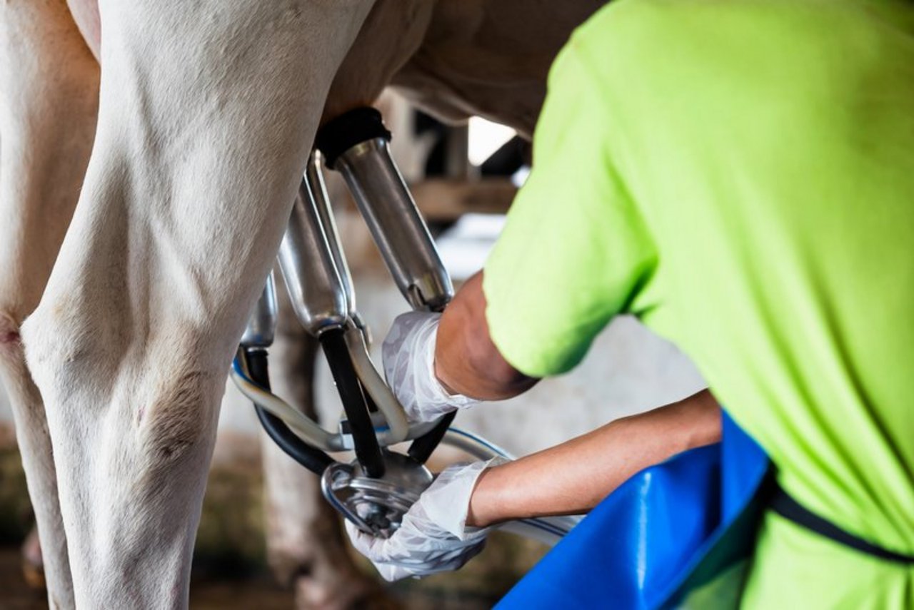 Die Milchleistung der Kühe nimmt stetig zu. (Symbolbild ©Oulailux - stock.adobe.com)