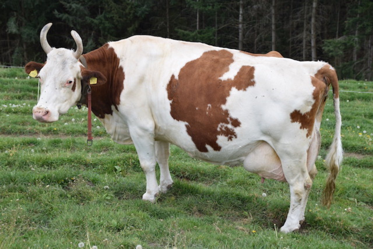 16-jährig, 126 000 kg Milch und immer noch topfit: Die Anjou-Tochter Ursi.