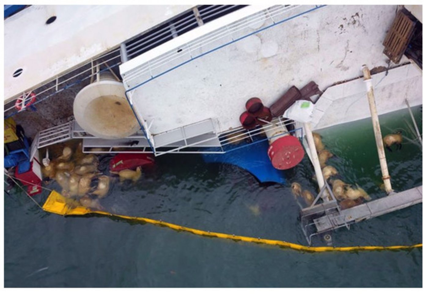 Nur ein Bruchteil der transportierten Schafe konnte gerettet werden. 