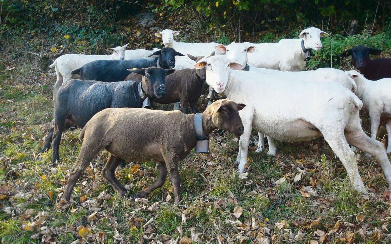 Die Schafskälte hat ihren Namen davon, dass die Mitte Juni frisch geschorenen Schafe bei der plötzlich eintretenden Kälte frieren.
