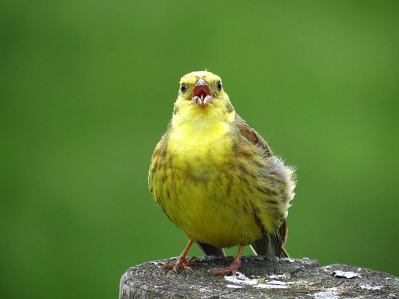 Auch in Europa gehen viele Vögel dramatisch zurück. In Deutschland reduzierte sich etwa der Bestand der einst sehr häufigen Goldammer um mehr als 90 Prozent. (Bild Pixabay)
