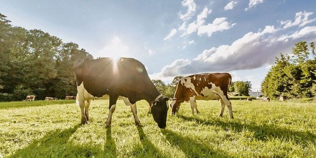 Aus Gras wird Milch. Zum «Thema Milch in allen Formen» steht im Kanton Freiburg ein Grossanlass an. 