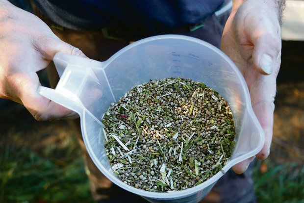 Landi Freiamt entwickelt ihr Hanf-Projekt weiter Freiämter Hanfsamen frisch ab Feld im Oktober 2019.(Bild rae)