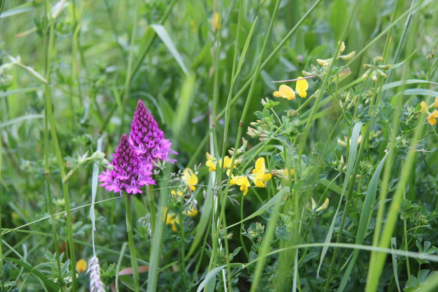 Spitzorchis auf einer Ansaatwiese