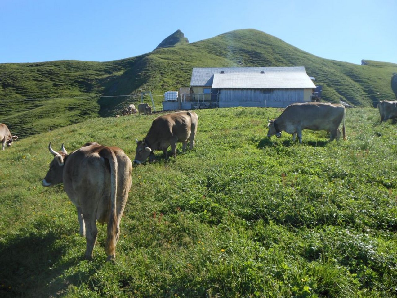 Zufriedene Kühe vor der neu sanierten Alphütte. Im Hintergrund das Nünalphorn. (Bild: Toni Spichtig)
