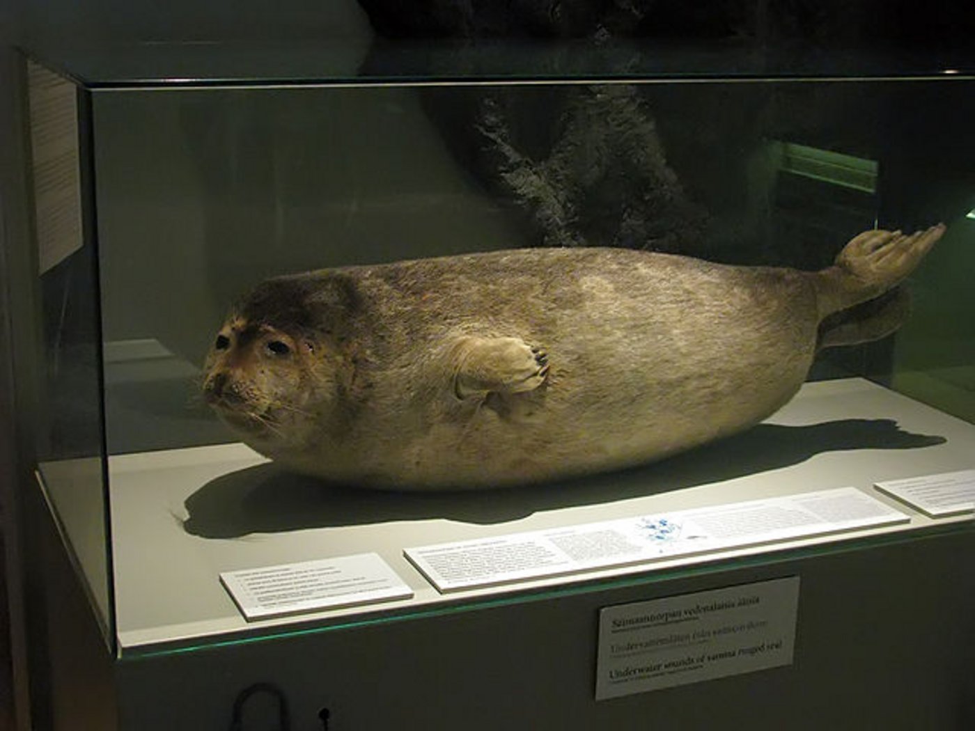 Präparierte Saimaa-Ringelrobbe im Naturkundlichen Museum in Helsinki: Umweltschützer gehen davon aus, dass es nur noch 380 lebende Exemplare gibt. (Bild Tomi Tapio K)  