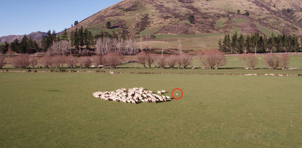 Bis jetzt werden Schafherden noch von Drohnen getrieben statt gelockt. (Bild Screenshot Youtube/Man And Drone)