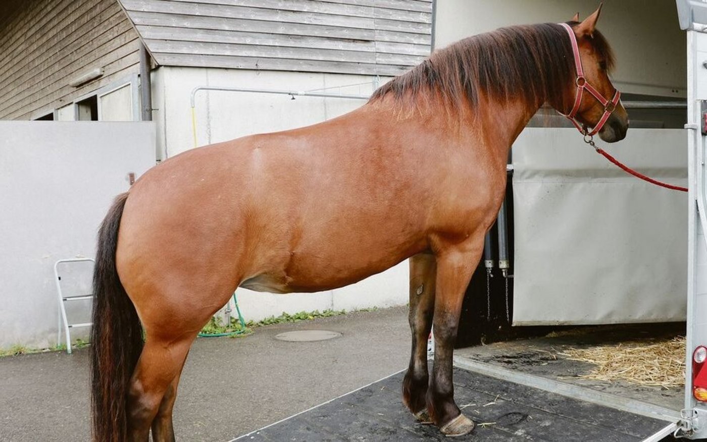 Wer sein Pferd verlädt, und sei es auch nur zur Reithalle ins Nachbardorf, muss die gesetzlichen Grundlagen für den Transport von Pferden einhalten.
