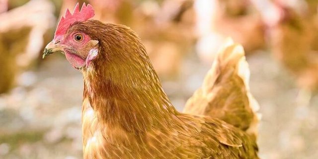 Zurück zum Zweinutzungshuhn: Noch ändert sich die Genetik der Rasse Lohmann Dual laufend – Bio Suisse erhofft sich weitere Zuchtfortschritte. 