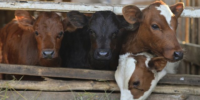 Auf dem Bankkälbermarkt ist die Corona-Krise am meisten zu spüren. Ab dem 13. März gilt ein Preis von 13 Franken pro kg SG bei unterschiedlicher Nachfrage, die 13 Franken können jedoch meistens nicht realisiert werden. (Bild fotolia)