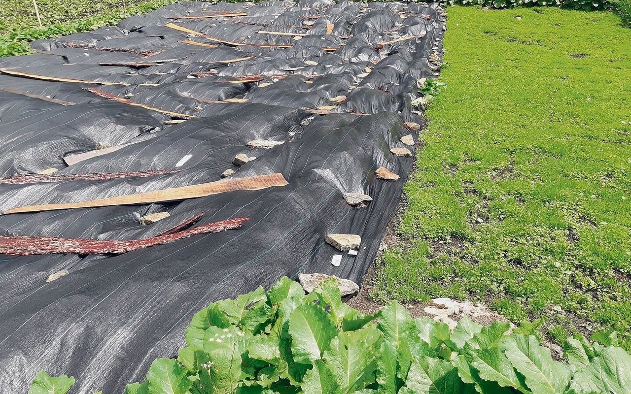 Versuchsfeld Blackenreduzierung: Ein Teil eines Blackenfelds wird während eines Jahres mit einer Plastikfolie zugedeckt. 