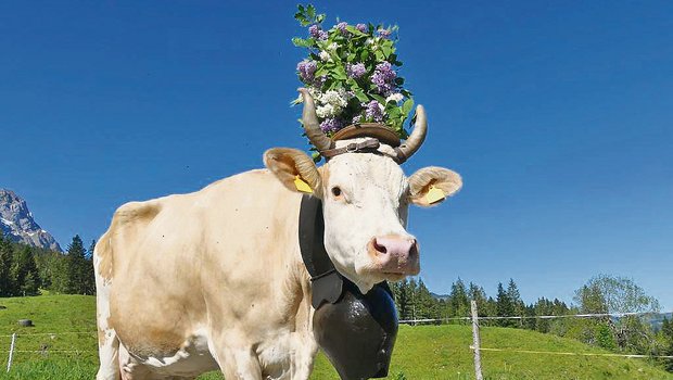 Ilona prächtig geschmückt: Die hübsche Simmentaler-Kuh ist zu Recht der Stolz der Familie Gerber. (Bild Hans Gerber)
