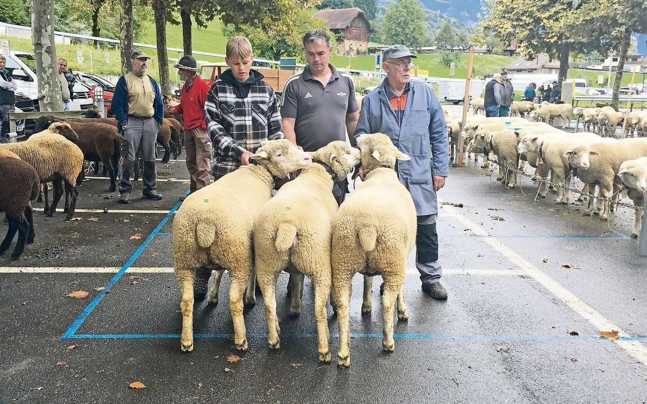 Die Gewinner des WAS-Betriebscups, die Schafe von Thomas und Sandro Ettlin aus Kerns.