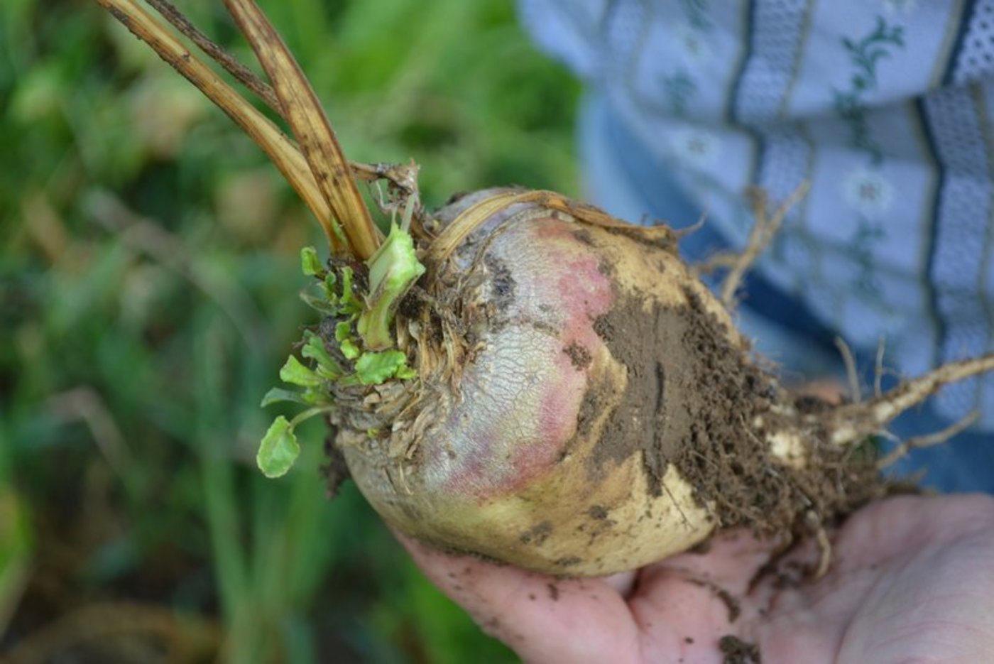 Dank dem Hilfspaket des Bundes hat sich die Anbaufläche für Zuckerrüben stabilisiert. (Bild BauZ)