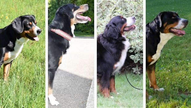 Entlebucher Sennenhund, Appenzeller Sennenhund, Berner Sennenhund und Grosser Schweizer Sennenhund im Porträt.