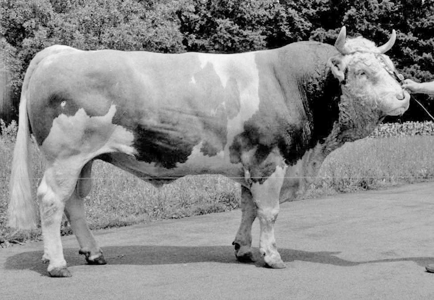 Condor von Gilbert und (Daniel) Christen aus Yverdon VD, war der beste Zimbo-Sohn. 