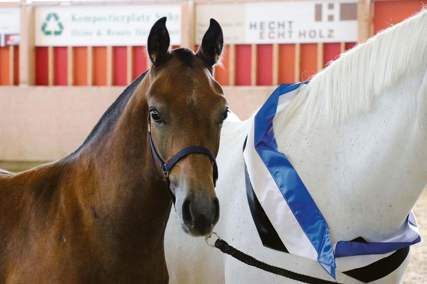 Das ausdrucksstarke Siegerfohlen Haeven PBM stammt von Henriccione ab.(Bild Ruth Aerni)