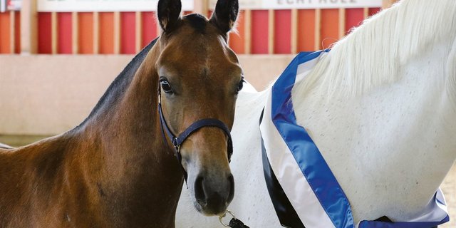 Das ausdrucksstarke Siegerfohlen Haeven PBM stammt von Henriccione ab.(Bild Ruth Aerni)