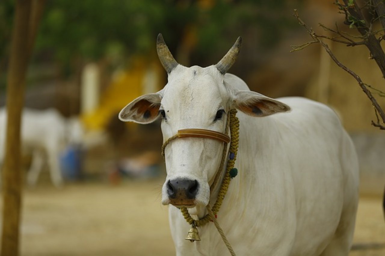 Kühe sind in Indien heilig. (Bild Pixabay)