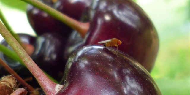 Eine Kirschessigfliege auf Kirschen. (Bild Martin Linemann)