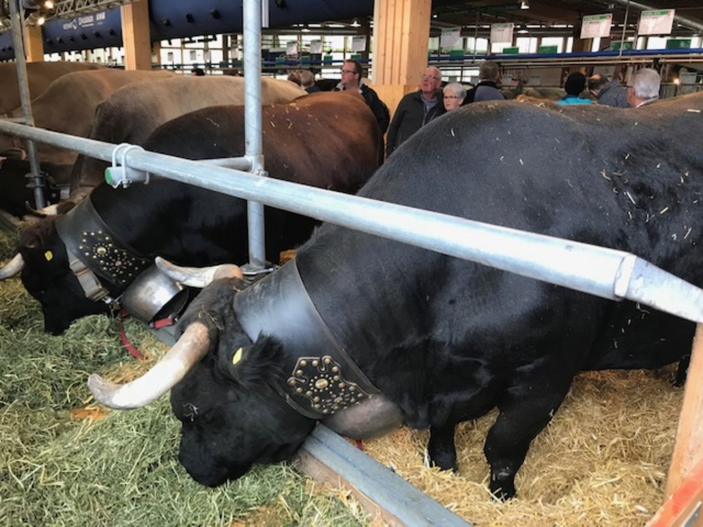 Auch die Eringer sind vertreten. (Bild akr)