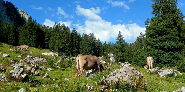 Der SAV sieht bei einer Annahme der Pflanzenschutz-Initiativen weitreichende Konsequenzen für die Bergregionen, die von den Initianten kaum gewollt seien. (Bild anncapictures / Pixabay)