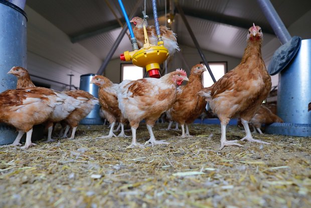 Geflügelhalter werden vom BLV dazu aufgefordert wichtige Punkte zur Vorbeugung weiterer Vogelgrippefälle zu beachten. (Bild Röthlisberger)
