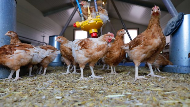 Bundesamt warnt vor der Vogelgrippe Geflügelhalter werden vom BLV dazu aufgefordert wichtige Punkte zur Vorbeugung weiterer Vogelgrippefälle zu beachten. (Bild Röthlisberger)