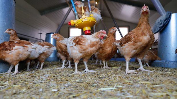 Geflügelhalter werden vom BLV dazu aufgefordert wichtige Punkte zur Vorbeugung weiterer Vogelgrippefälle zu beachten. (Bild Röthlisberger)