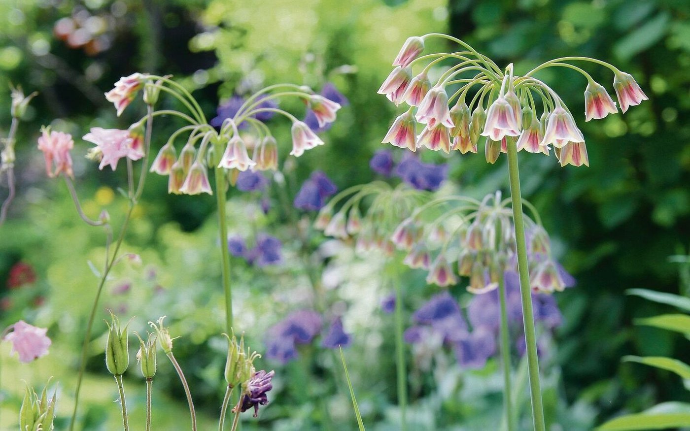 Fällt auf und riecht gut: der weniger bekannte Honiglauch. Die Pflanze blüht ab Mai. 