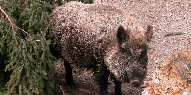 Wildschweine sind auf dem Vormarsch im Kanton Zürich. (Bild BauZ)