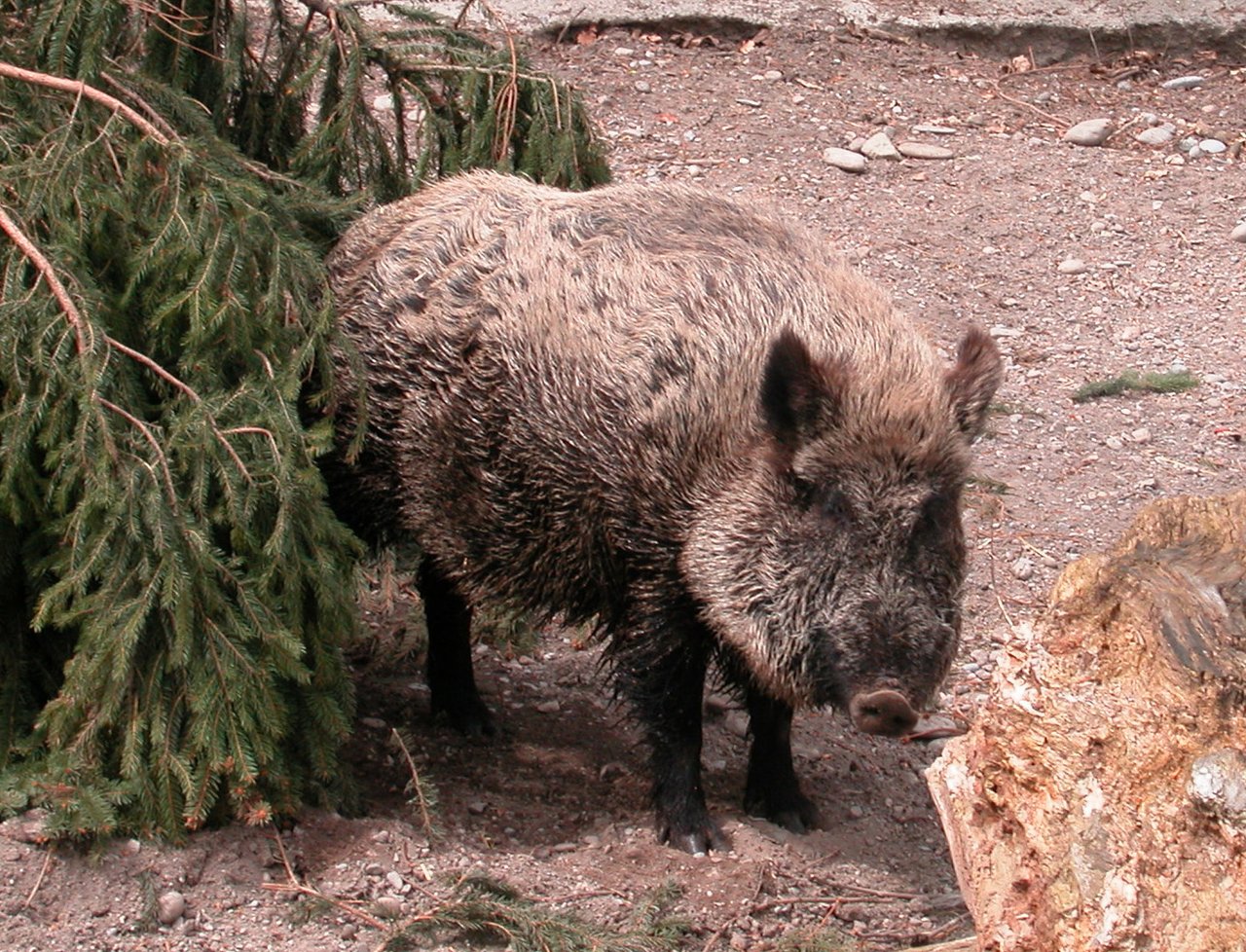 Wildschweine sind auf dem Vormarsch im Kanton Zürich. (Bild BauZ)