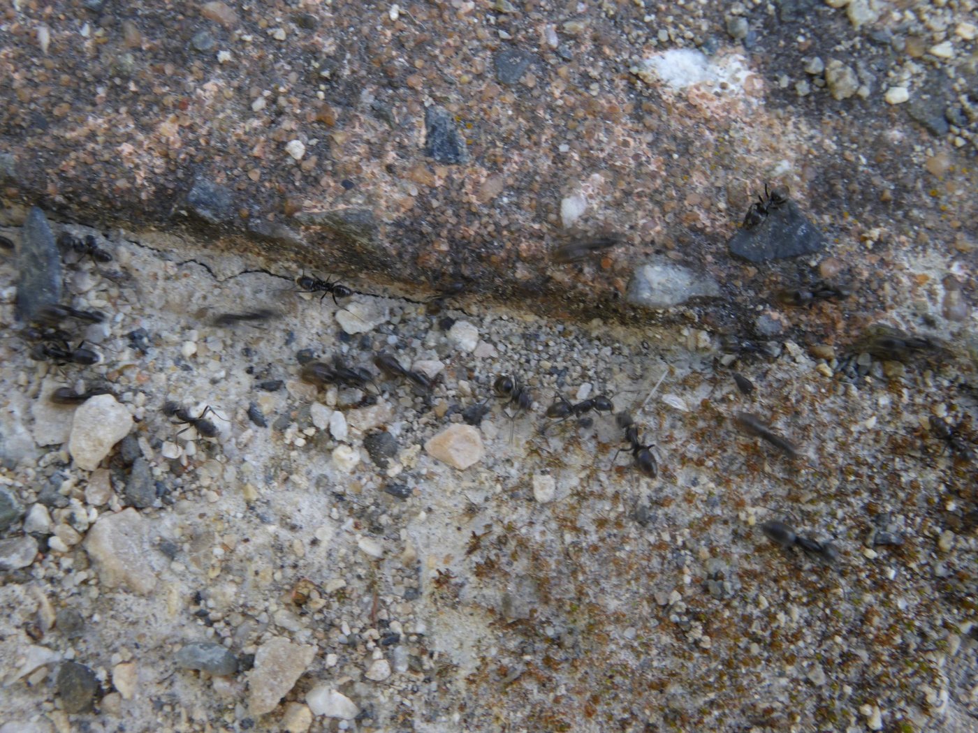 Die Invasion der Ameise Tapinoma magnum im Waadtland bedroht einheimische Arten. (Bild 