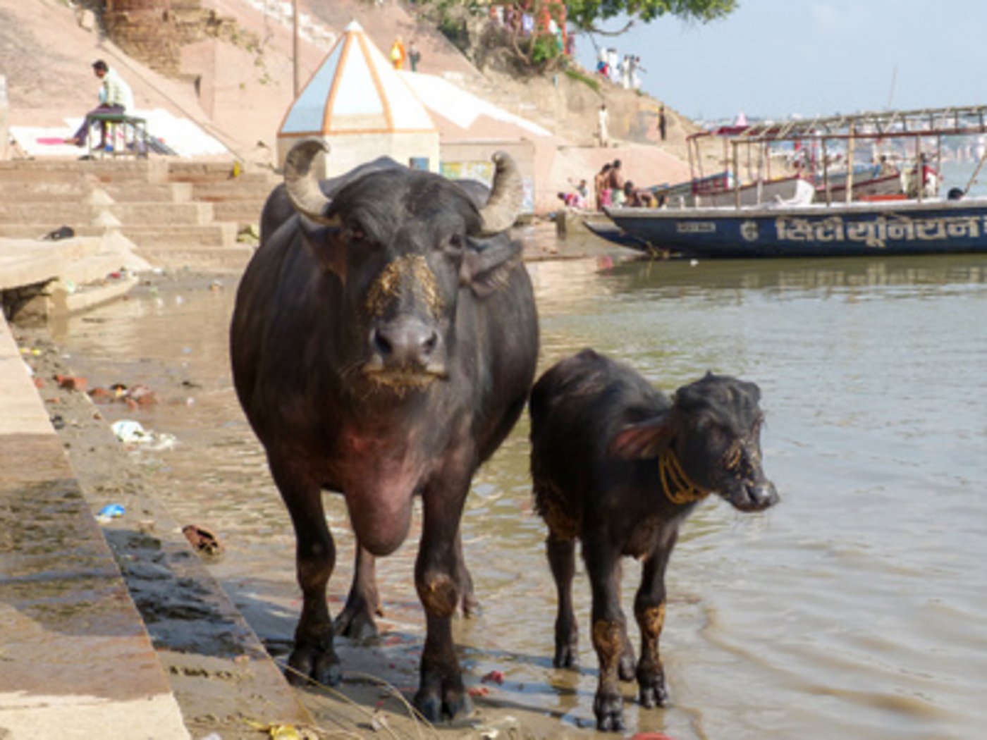 Heilige Kühe am Ganges. (Manfred Jansen  / pixelio.de)