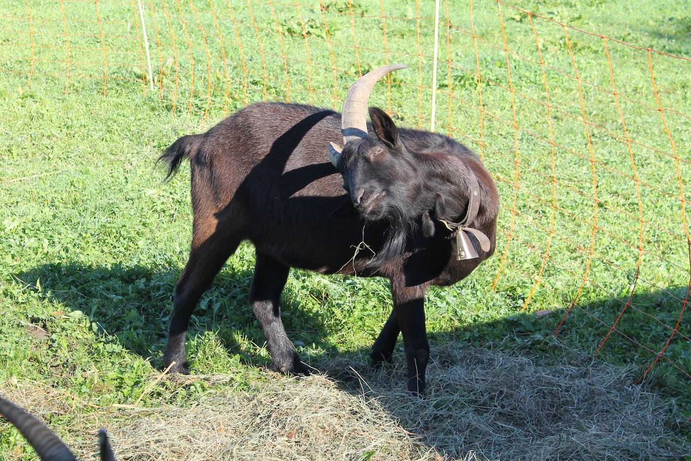 Hörner gefallen nicht nur den Konsumenten, sie sind auch bei der Körperpflege nützlich.