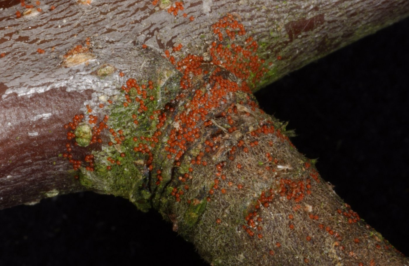 Ein starker Befall mit der Roten Spinne kann zu Ertrags- und Qualitätseinbussen führen. (Bilder Agroscope)