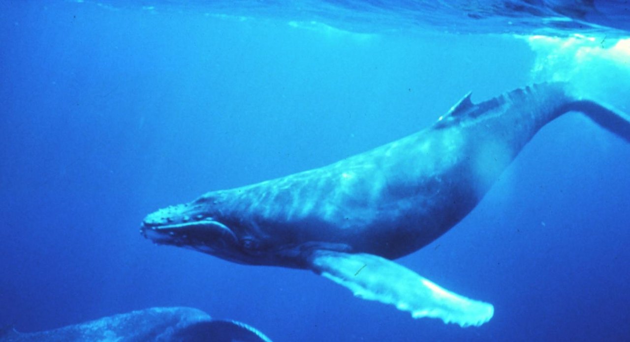 Japan will ab kommendem Juli Wale wieder bejagen. (Bild zVg)
