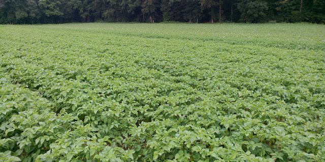Das Kartoffelkraut sollte so lange wie möglich grün gehalten werden. Denn eine Beschattung senkt die Bodentemperatur. (Bild Stefanie Giger)