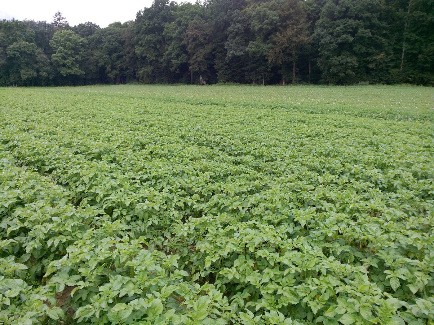 Das Kartoffelkraut sollte so lange wie möglich grün gehalten werden. Denn eine Beschattung senkt die Bodentemperatur. (Bild Stefanie Giger)