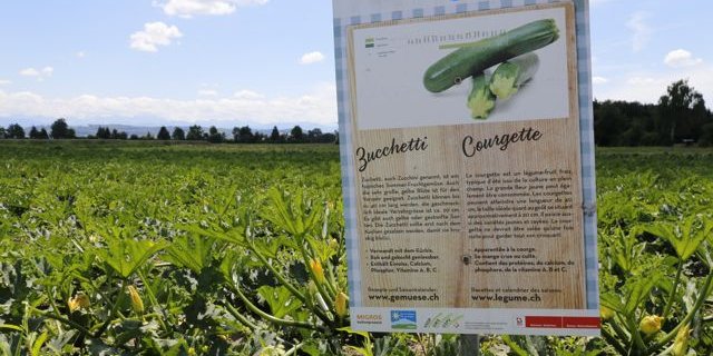 Zucchettis sind nur eine der mehr als 60 Gemüsearten im Grossen Moos. (Bild ji)